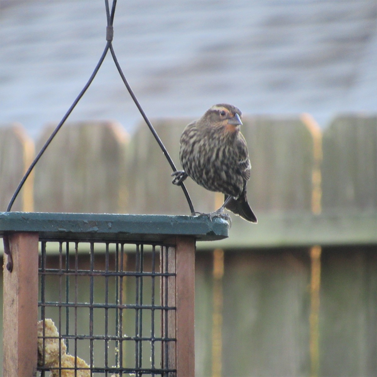 Red-winged Blackbird - ML198097781