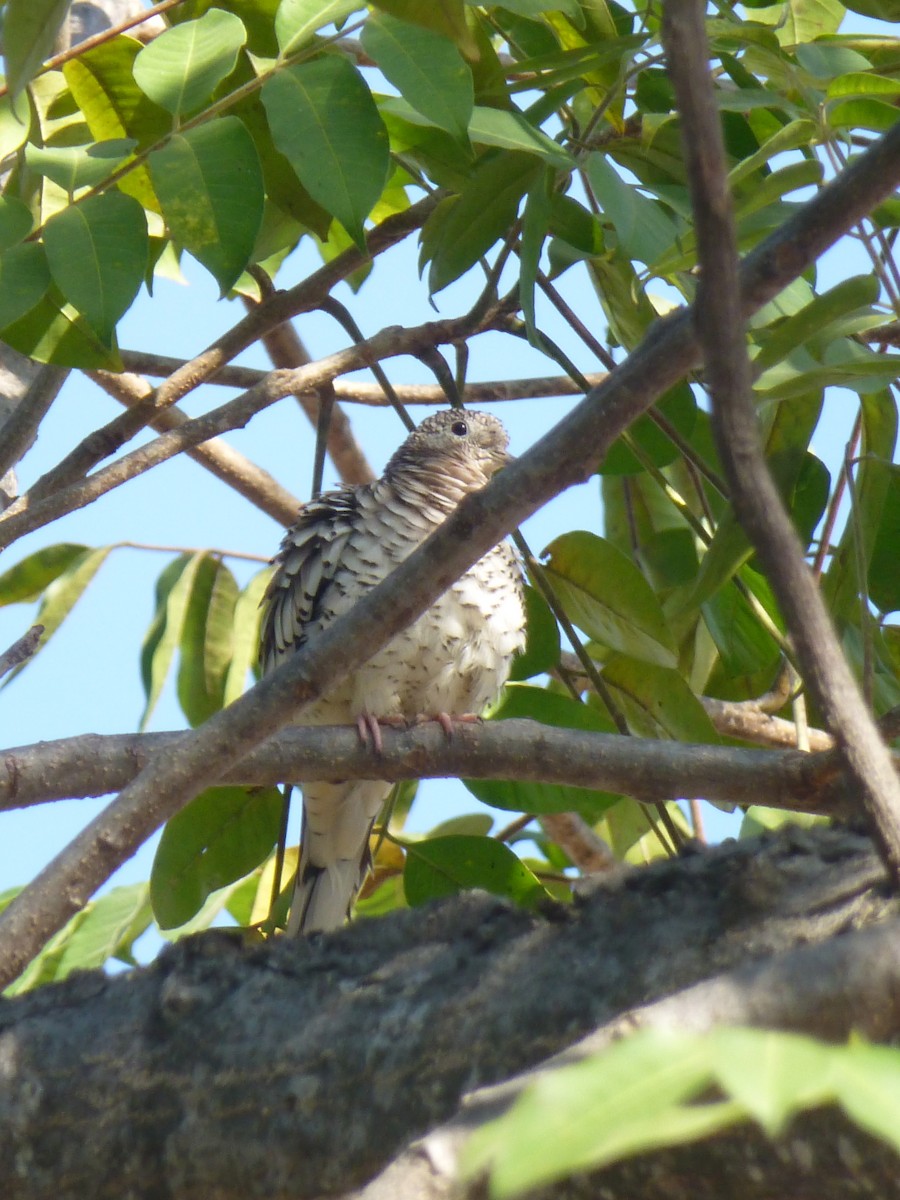 Tortolita Escamosa - ML198100071