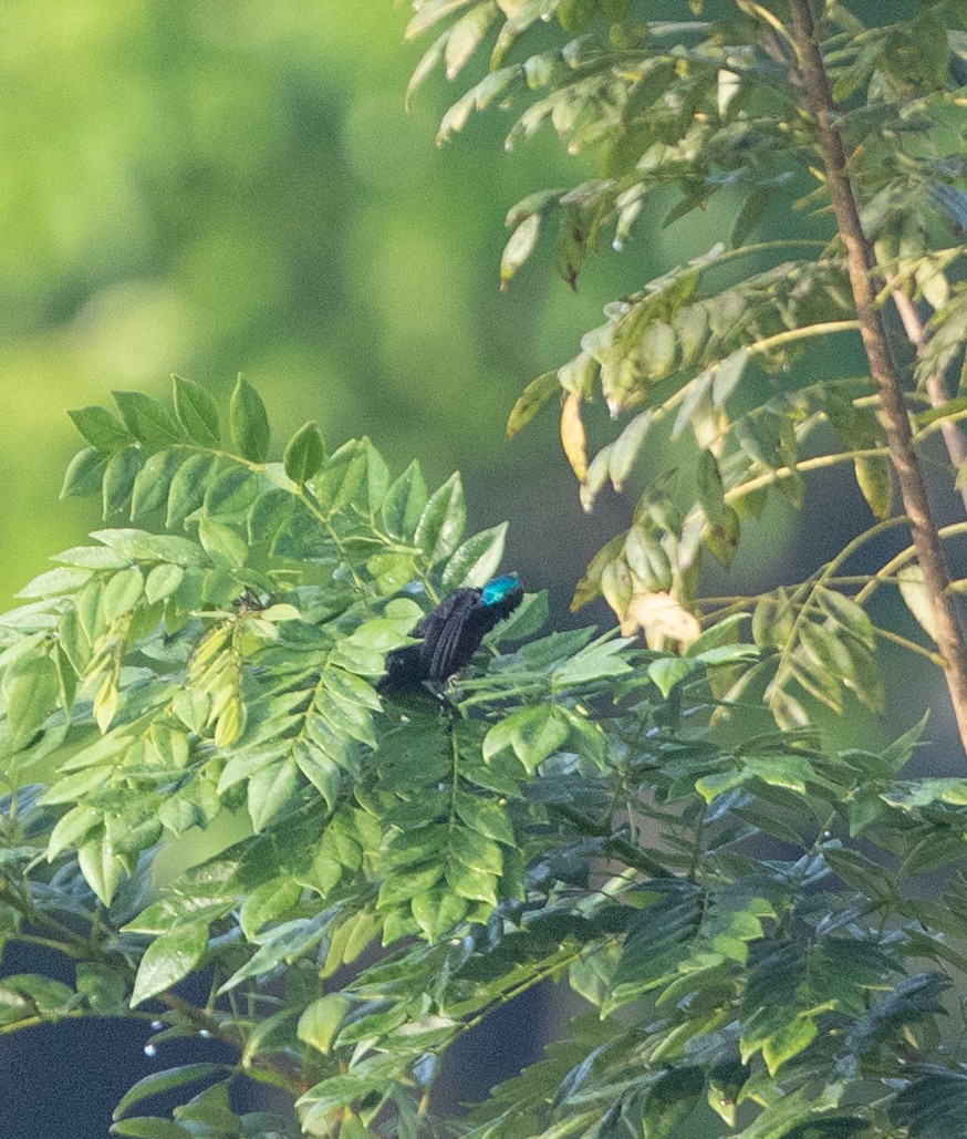 Splendid Sunbird - ML198102341