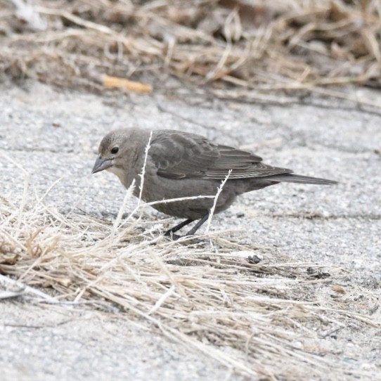 Brown-headed Cowbird - ML198102701