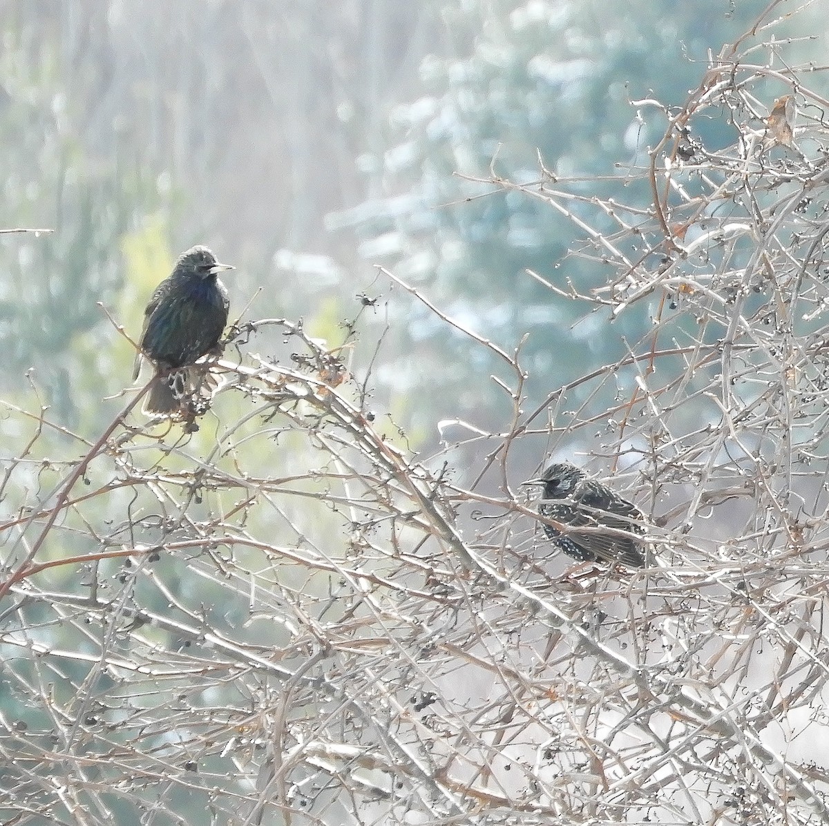 European Starling - ML198104161