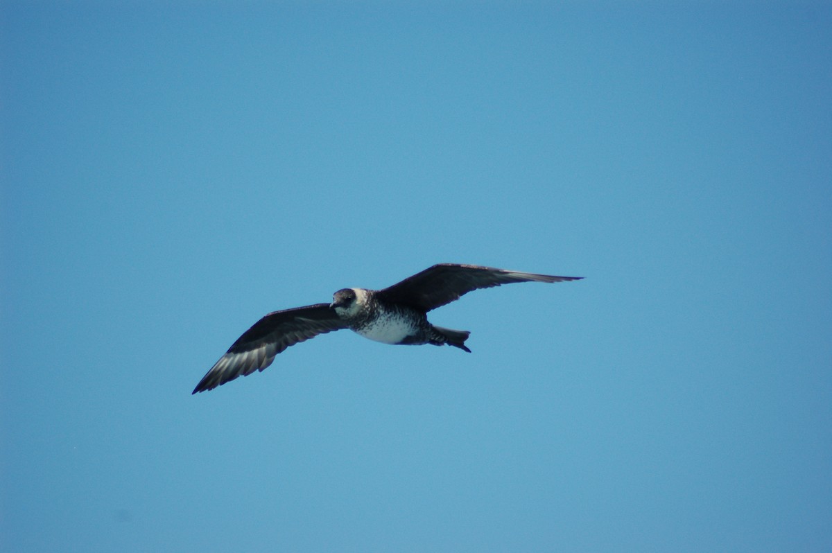 Pomarine Jaeger - ML198104501