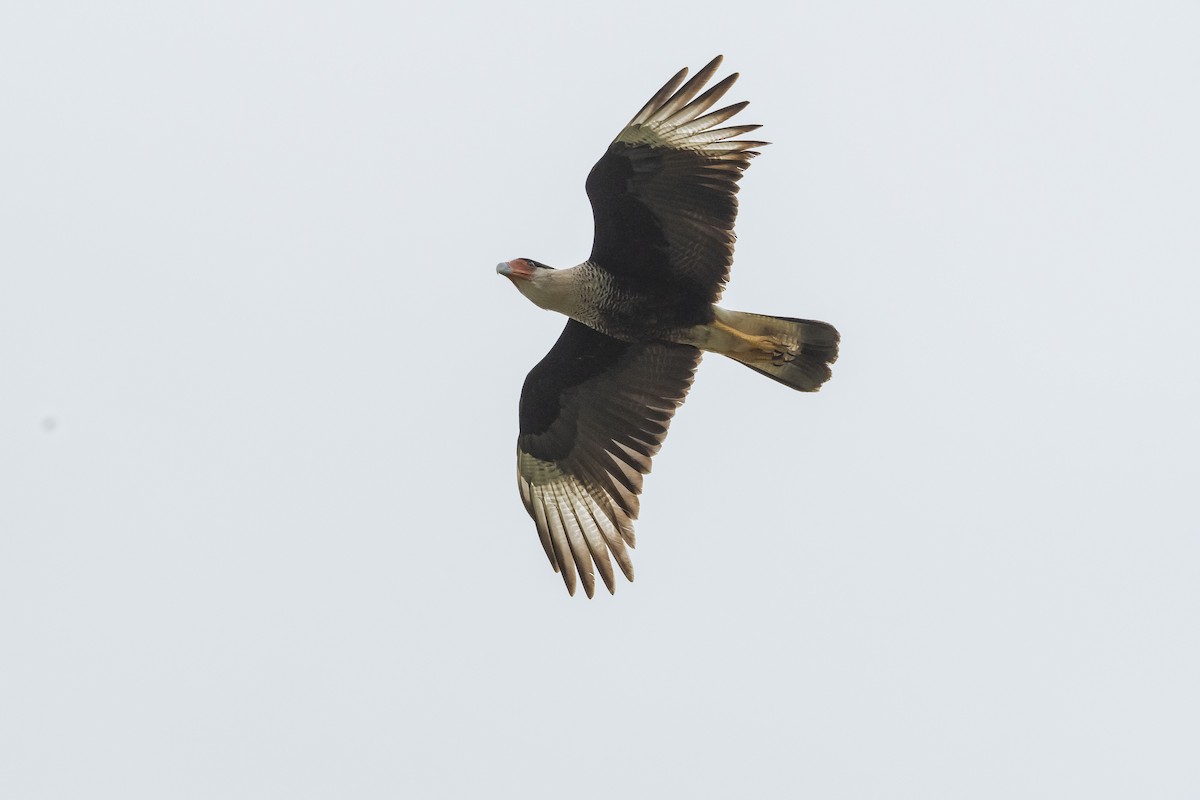 Caracara huppé (cheriway) - ML198105451