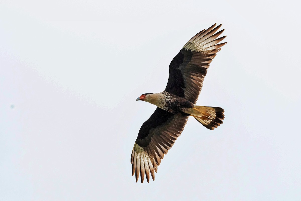 Caracara Carancho (norteño) - ML198105461