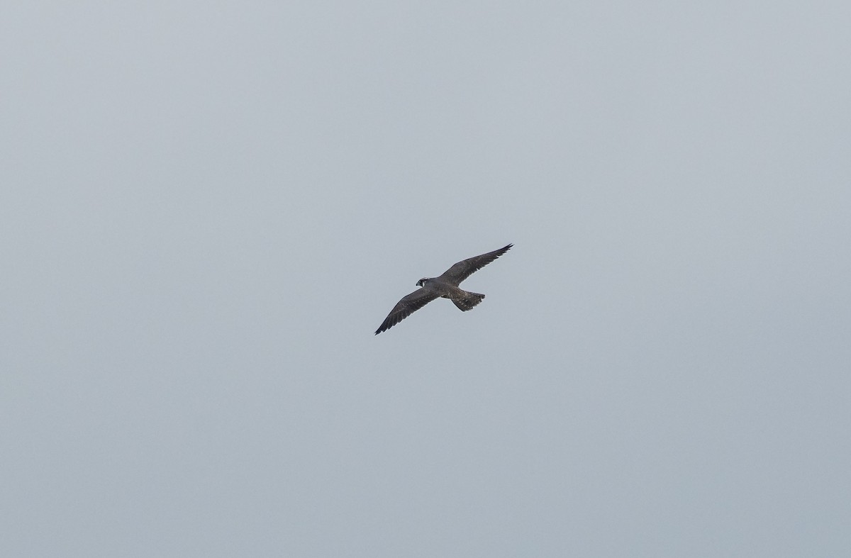 Peregrine Falcon - ML198105551