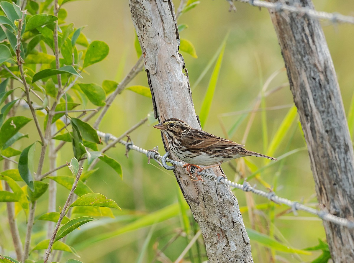 Savannah Sparrow - ML198105741