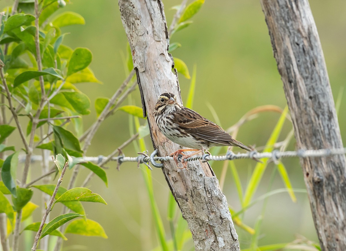 Savannah Sparrow - ML198105831