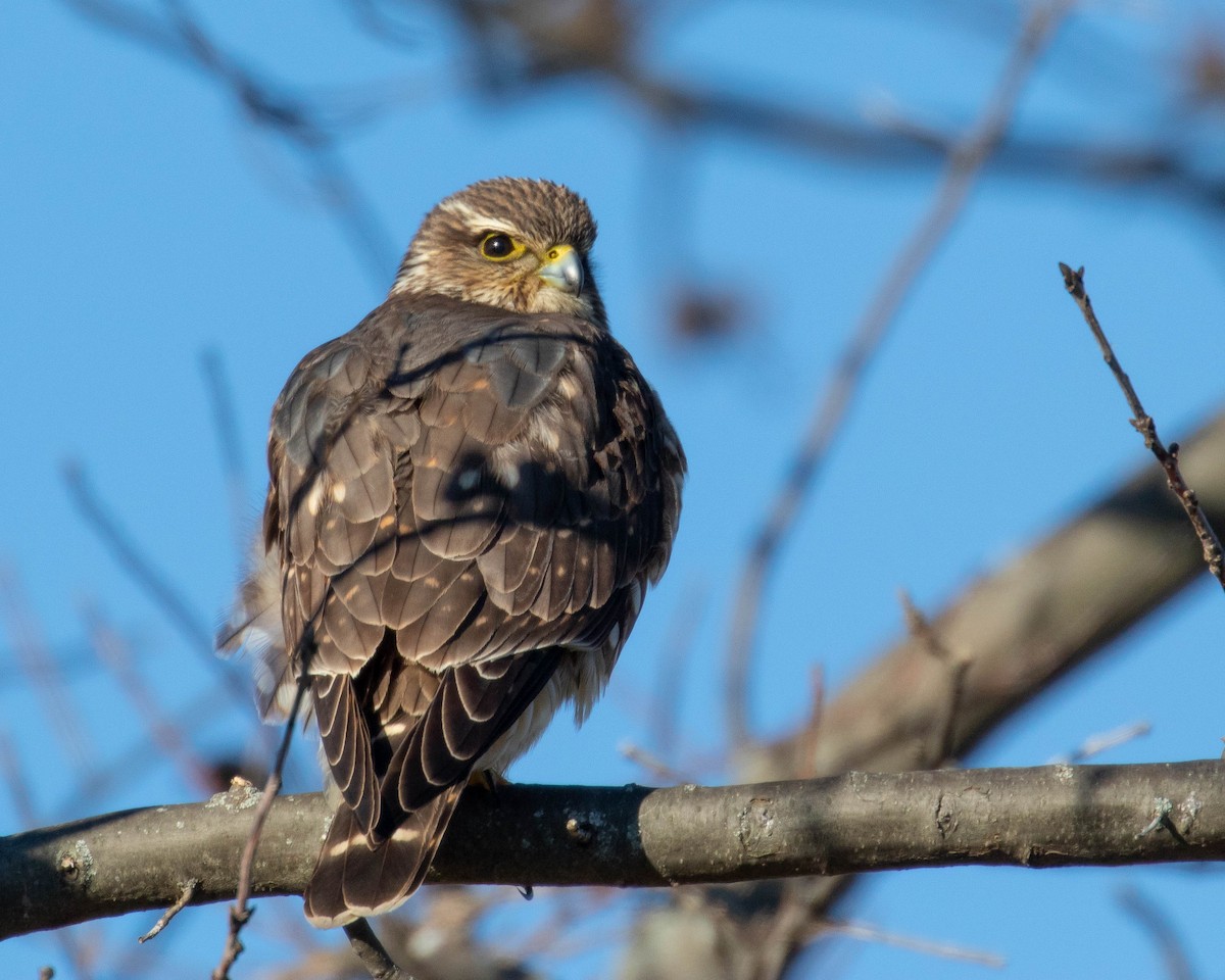 Merlin - ML198106501