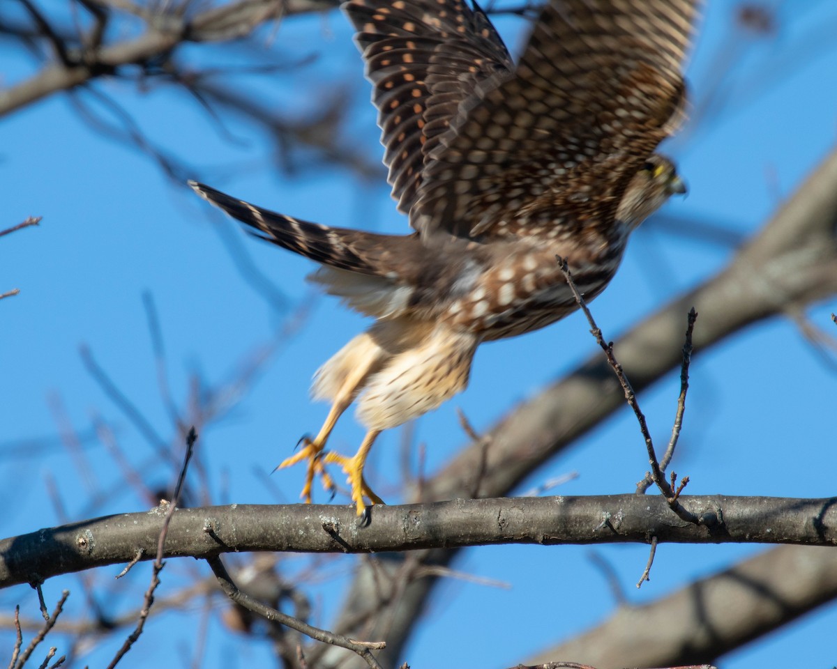 Merlin - ML198106511