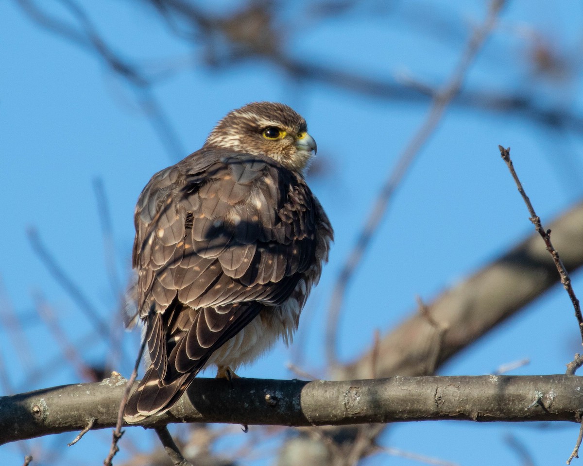 Merlin - ML198106521