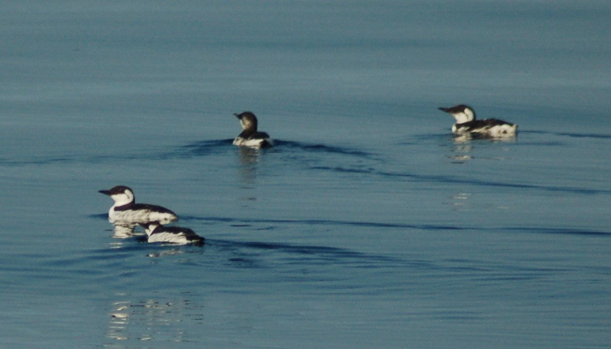 Guillemot marmette - ML198106551