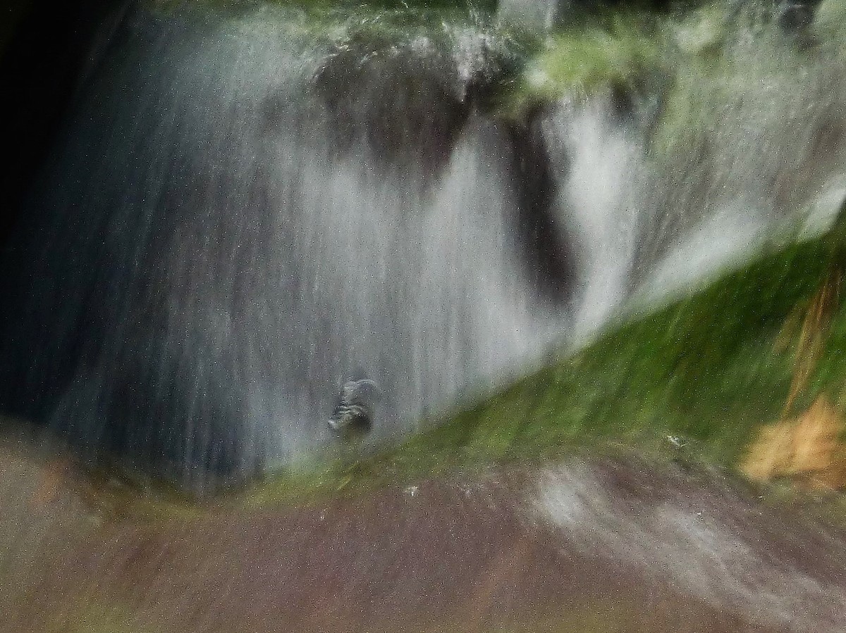 White-crowned/Bornean Forktail - ML198108331