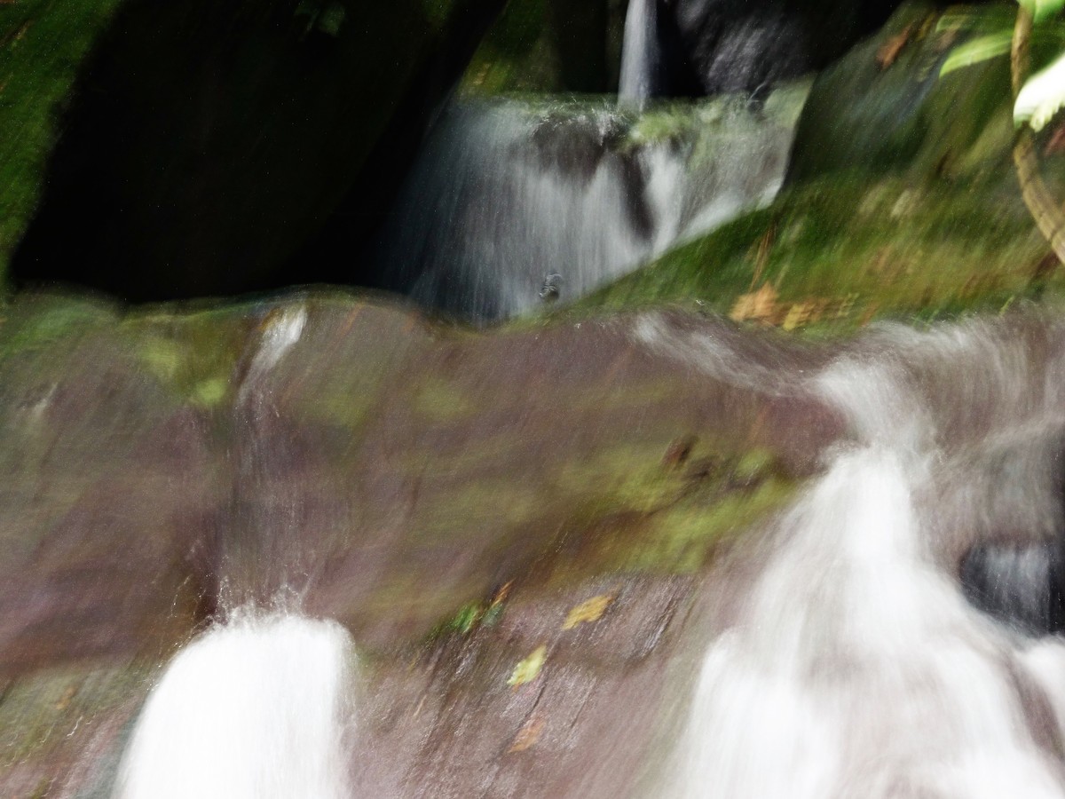 White-crowned/Bornean Forktail - ML198108371