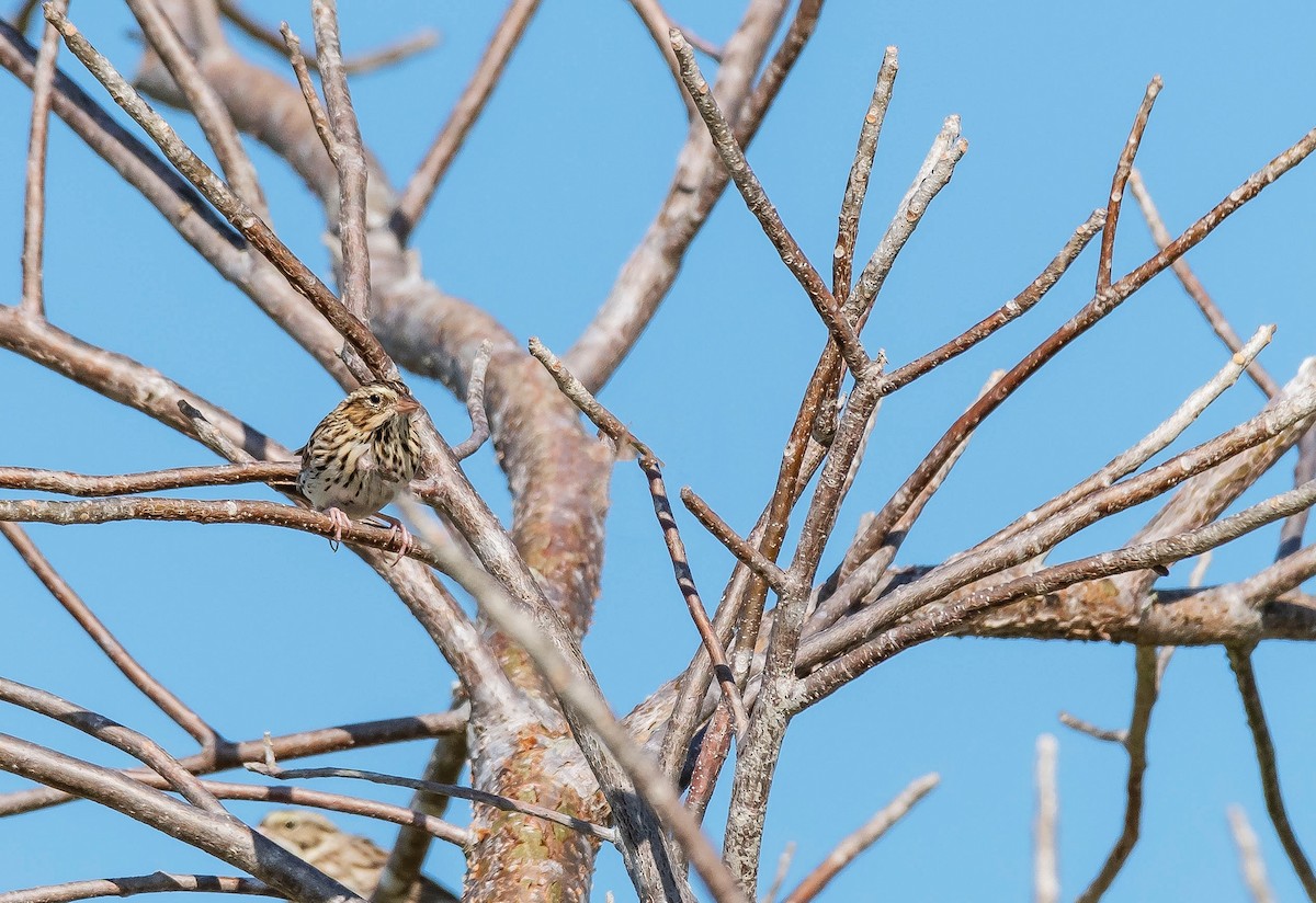 Savannah Sparrow - ML198109261