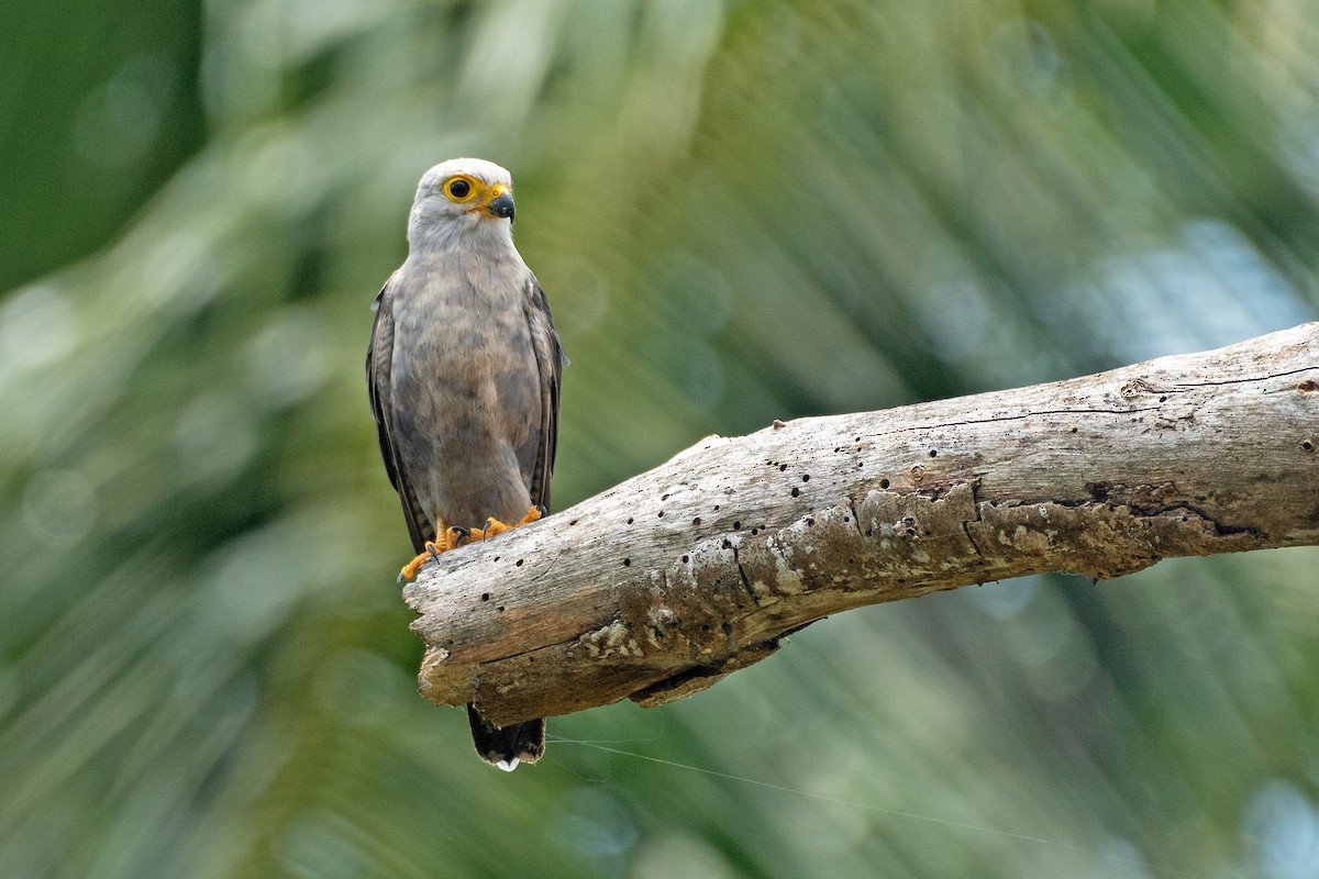 Dickinson's Kestrel - Poojan Gohil