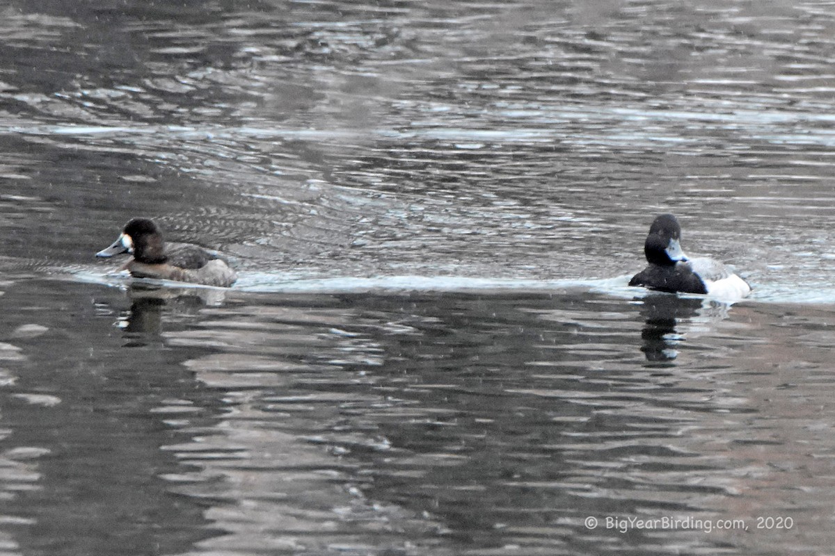 Greater Scaup - ML198111241