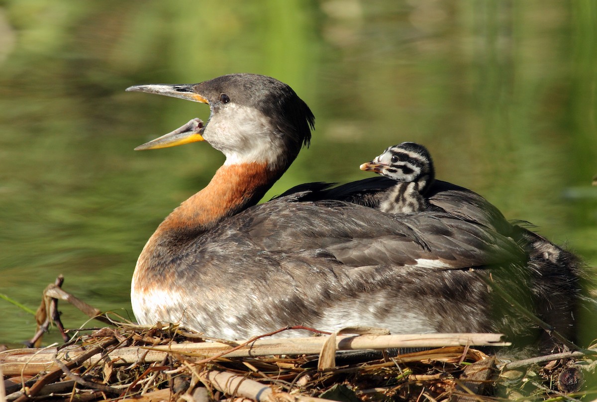 Red-necked Grebe - Laure Wilson Neish