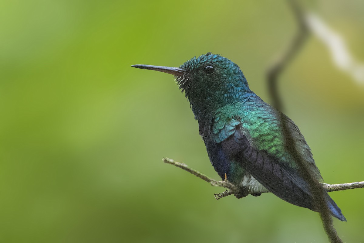 Violet-bellied Hummingbird - ML198113151