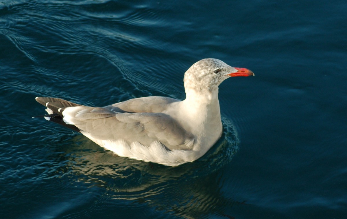 Gaviota Mexicana - ML198113221