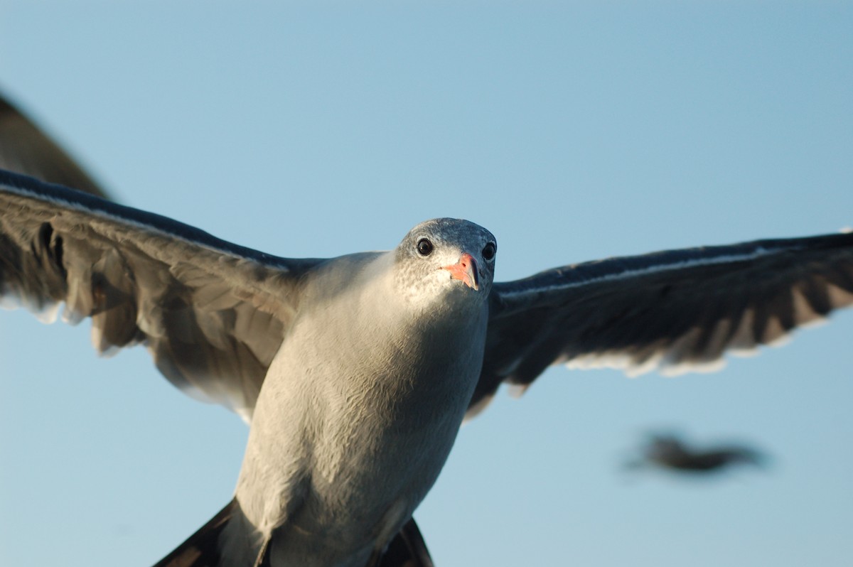 Gaviota Mexicana - ML198113251