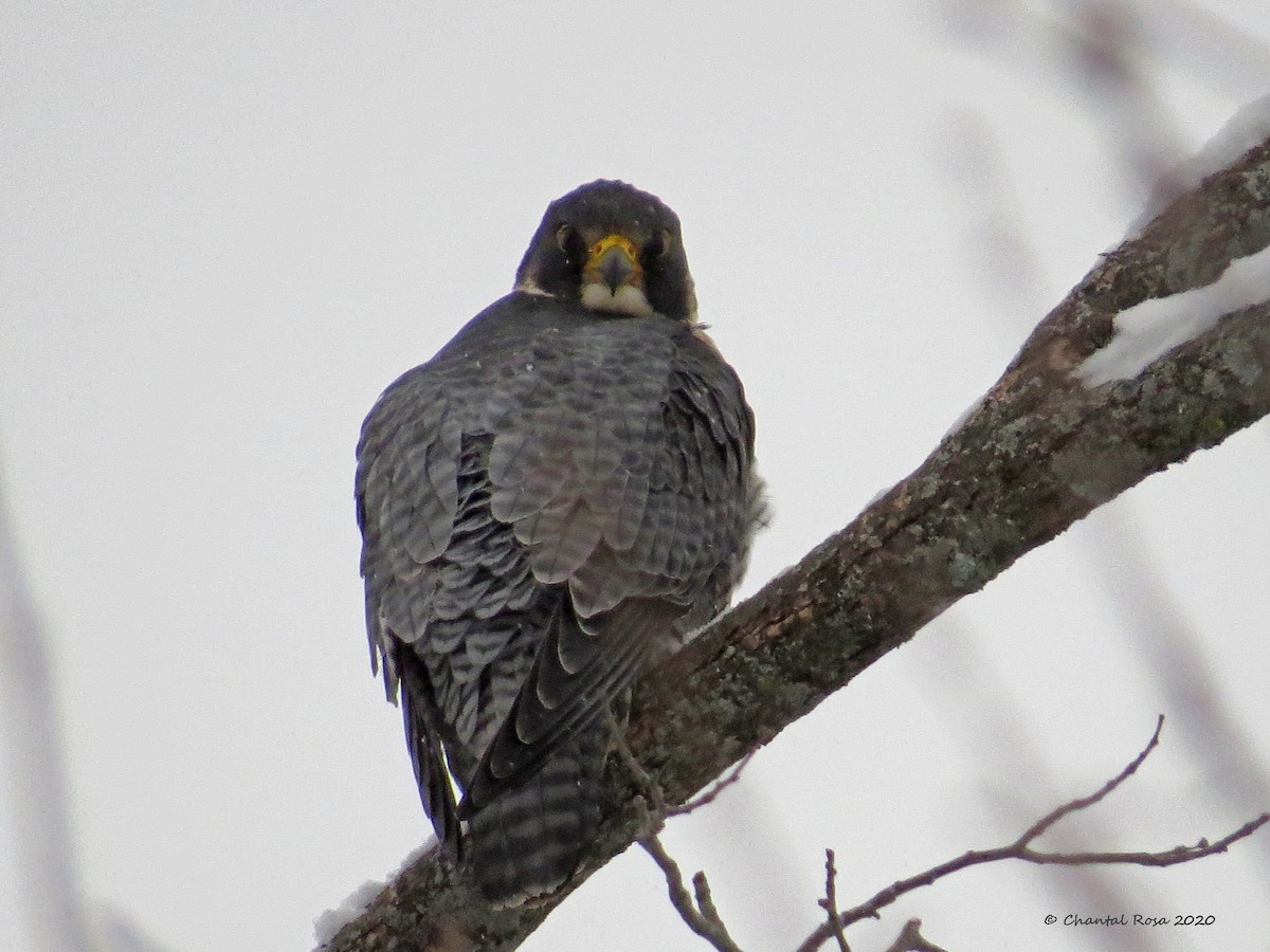 Peregrine Falcon - ML198115651