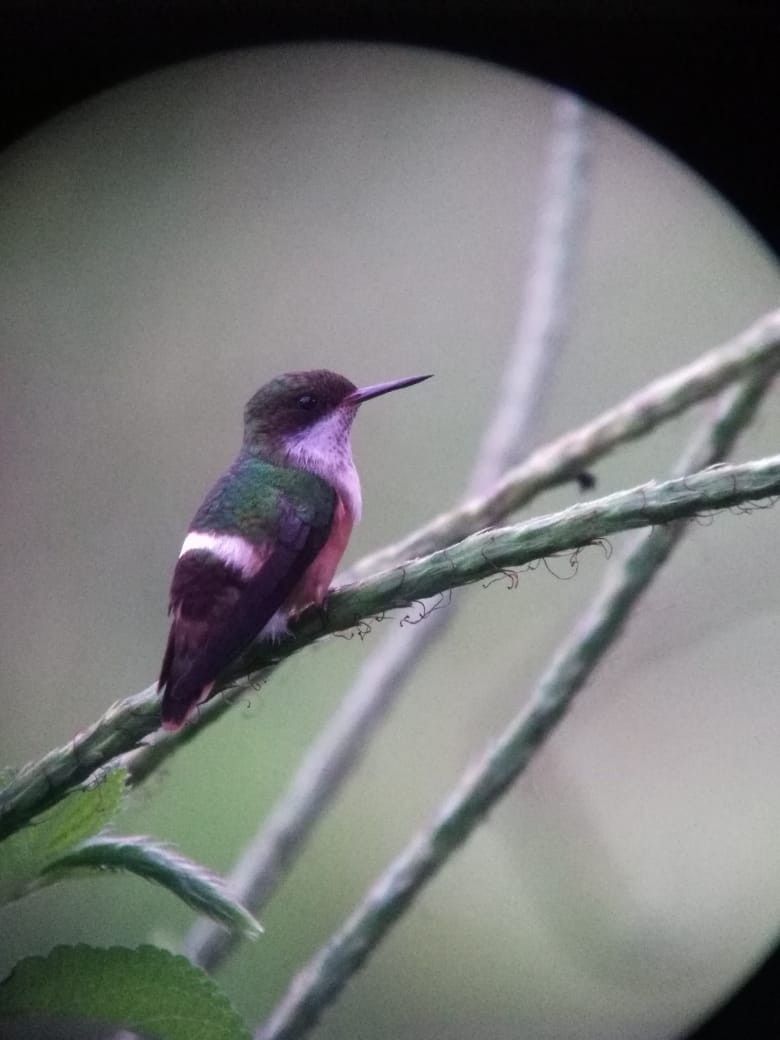 White-crested Coquette - ML198115921