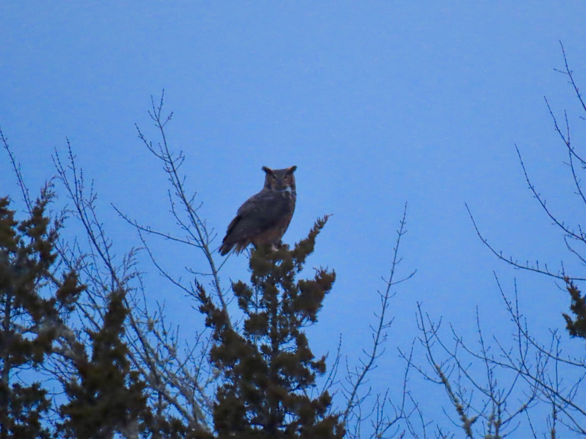 Great Horned Owl - ML198116751