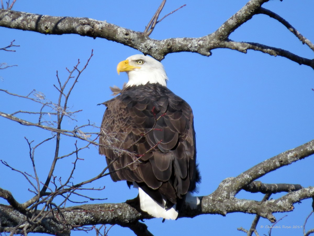 Bald Eagle - ML198116951