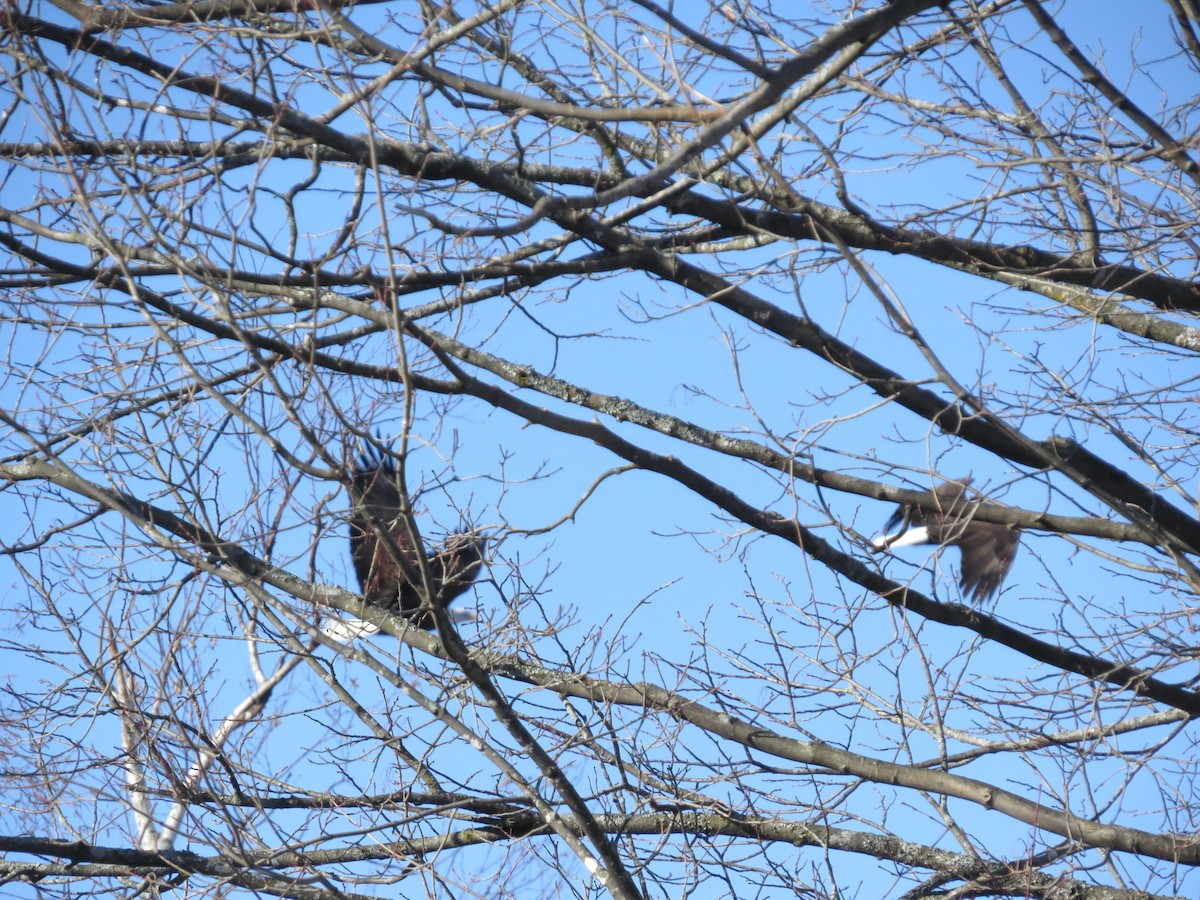 Bald Eagle - ML198117061