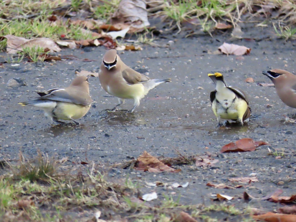 Cedar Waxwing - ML198117901