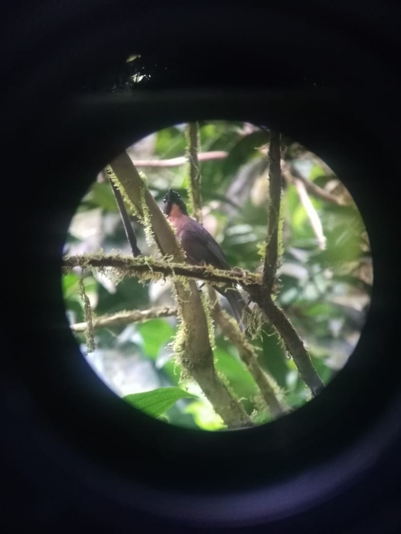 Black-cheeked Ant-Tanager - ML198118851