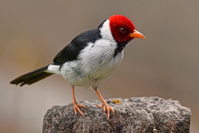 Yellow-billed Cardinal - Guido Bennen