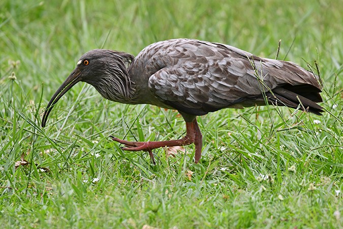 ibis běločelý - ML198119371