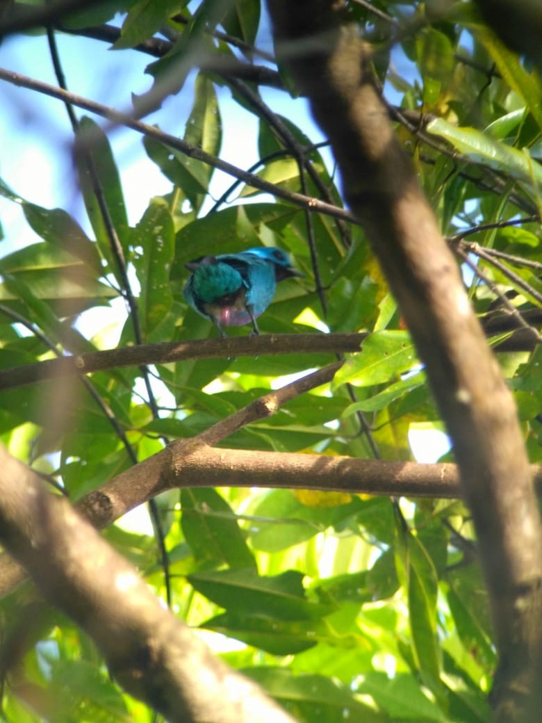 Turquoise Cotinga - ML198119661