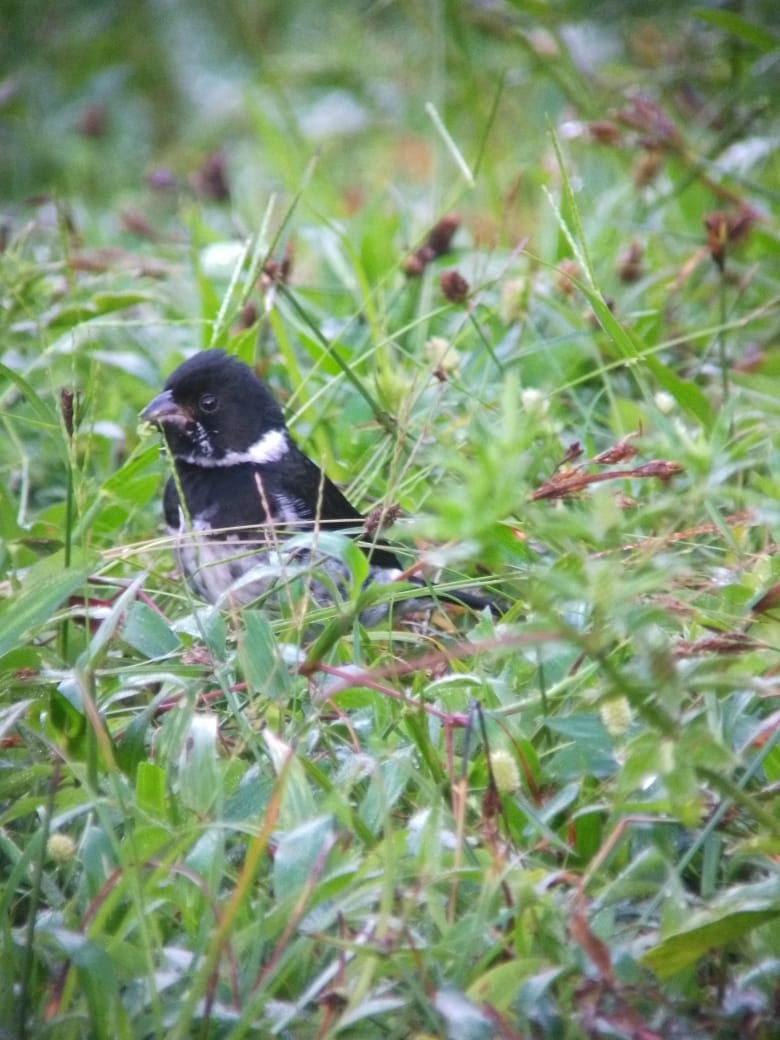 Variable Seedeater - ML198119741