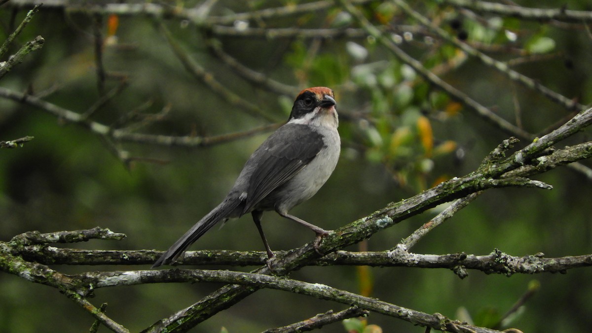 Antioquia Brushfinch - Jorge Muñoz García   CAQUETA BIRDING
