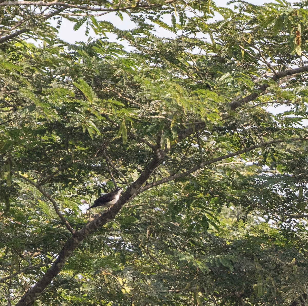 Palomita Tamborilera - ML198120901