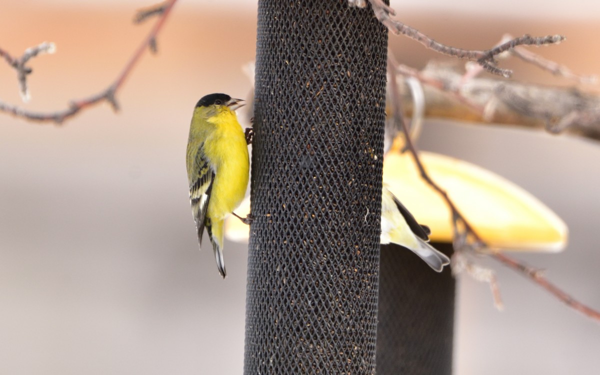 Lesser Goldfinch - ML198121031