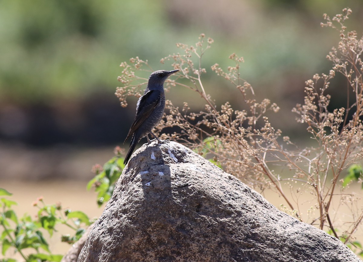 Blue Rock-Thrush - ML198122891