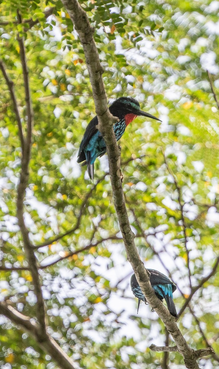 Black Bee-eater - ML198123911