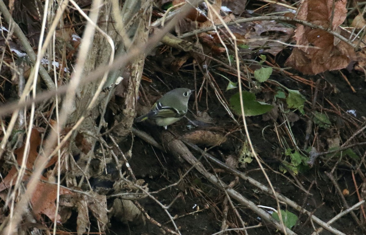 Ruby-crowned Kinglet - ML198123931