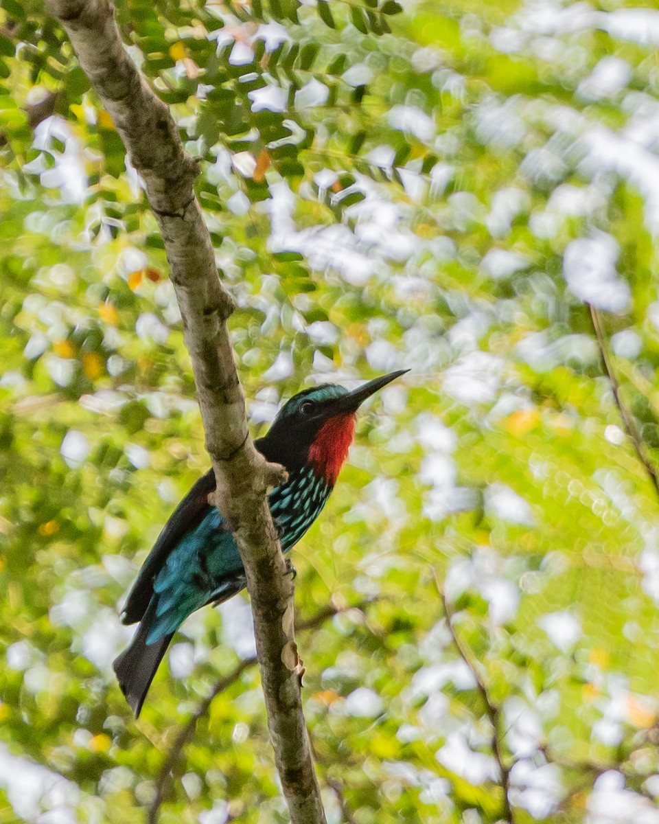 Black Bee-eater - ML198124671