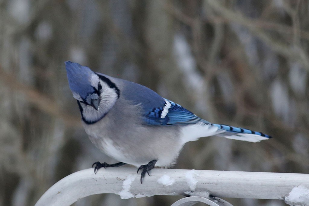 Blue Jay - ML198126221