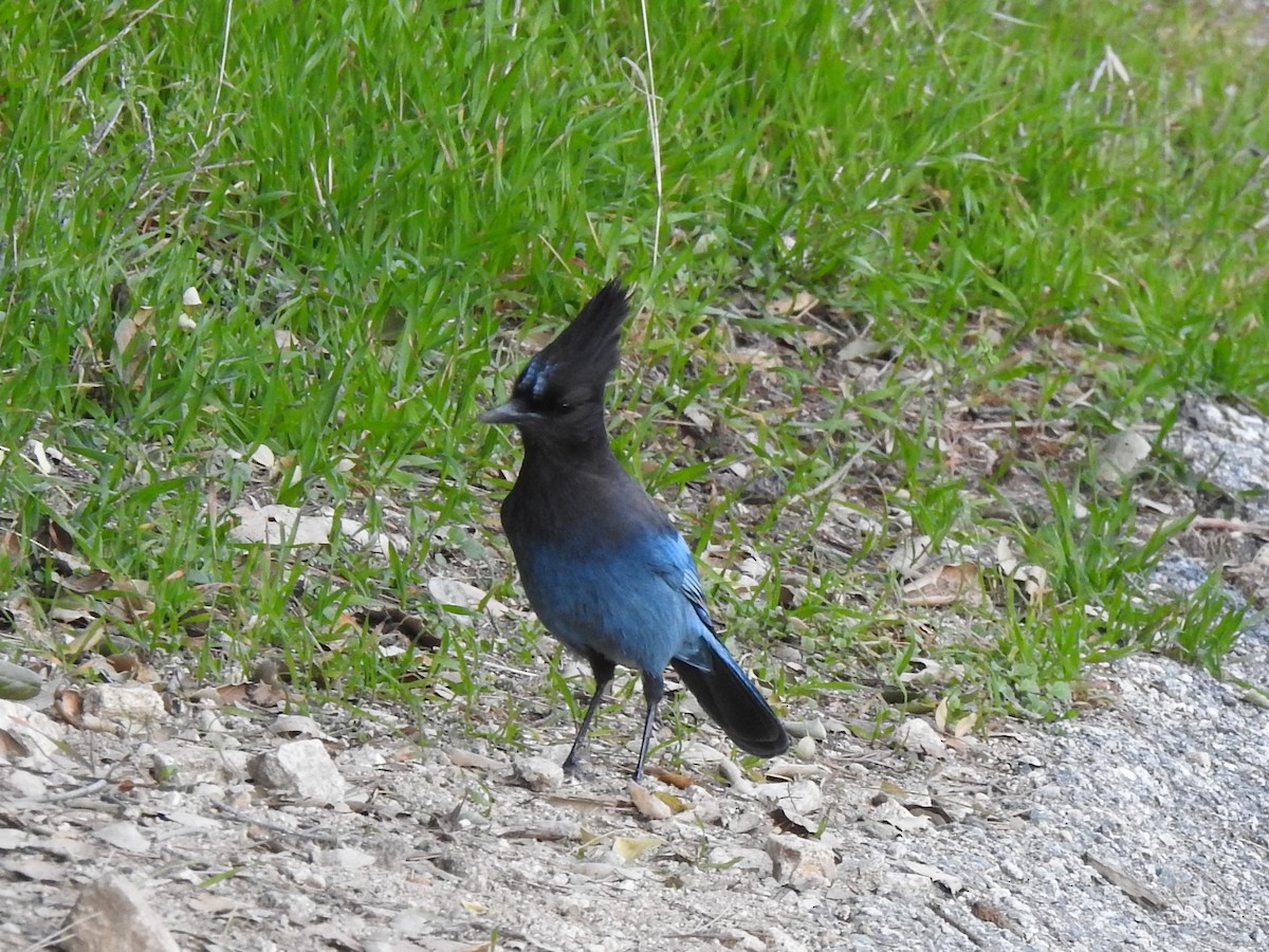 Steller's Jay - ML198127351