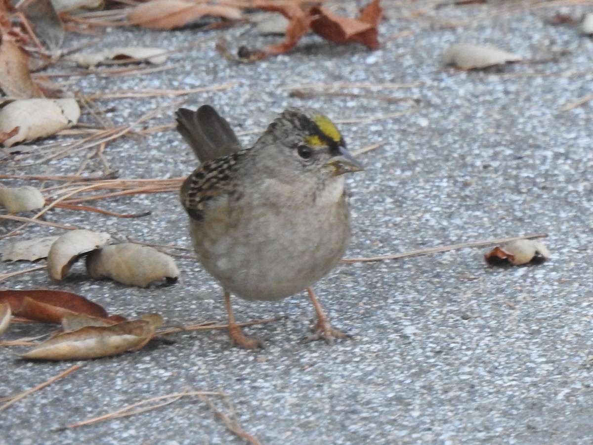 Golden-crowned Sparrow - ML198127421
