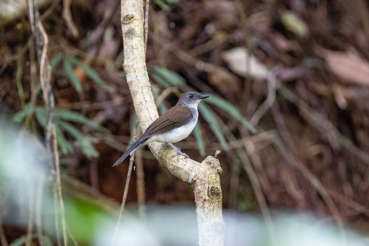 White-tailed Alethe - Per Smith