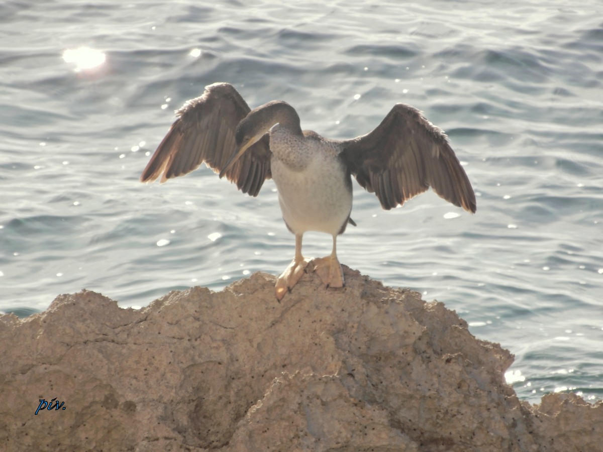 European Shag - Ivan Provoost