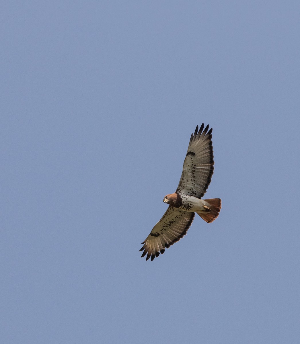 Red-necked Buzzard - ML198128481