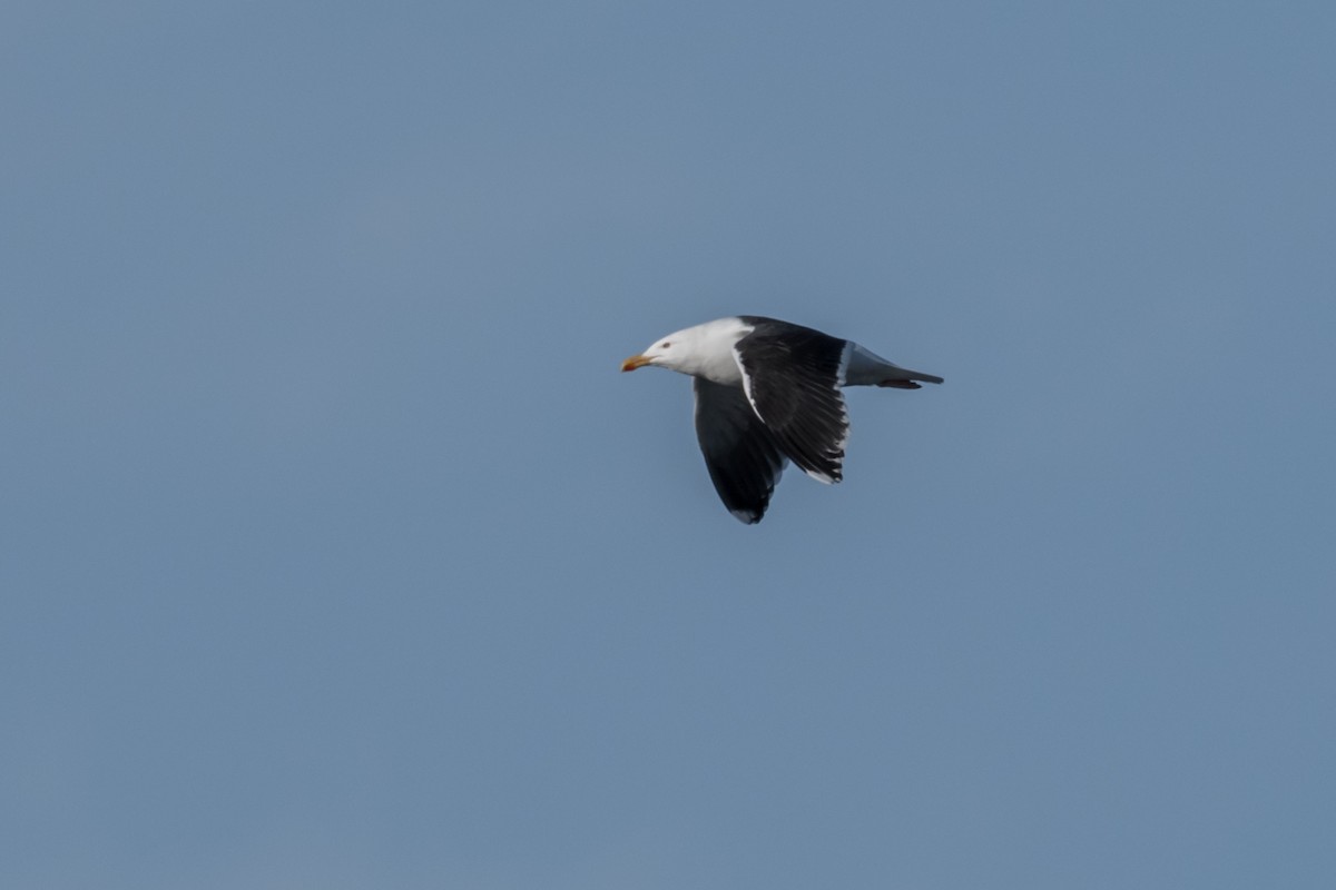 Great Black-backed Gull - ML198128841