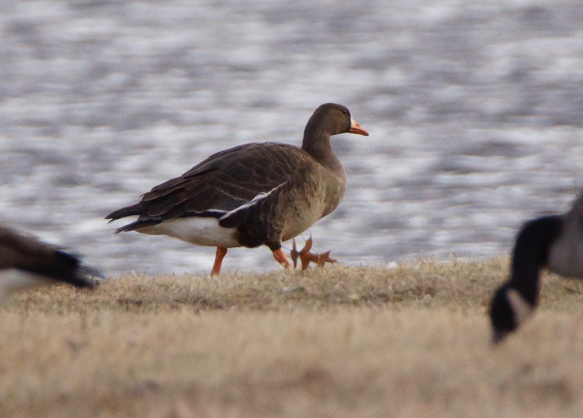 Greater White-fronted Goose - ML198128971